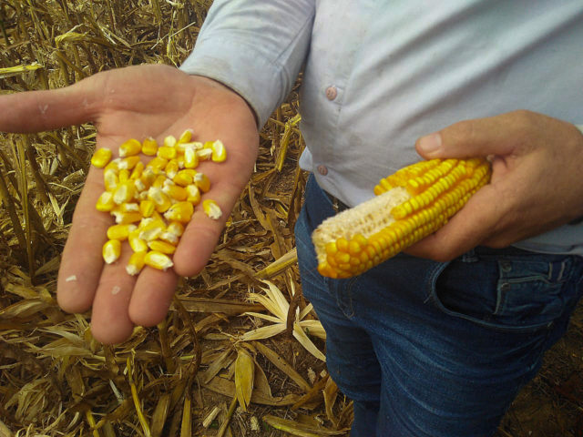 Gros de milho na mo de produtor rural, em Querncia, Mato Grosso